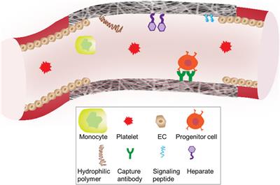 Strategies to counteract adverse remodeling of vascular graft: A 3D view of current graft innovations